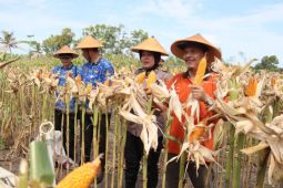 Petani Bantul sukses panen jagung perdana di luar lahan sawah