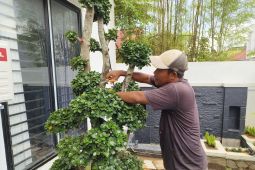 Berawal dari hobi Kurnadi hasilkan omset jual tanaman hias Rp50 juta per bulan