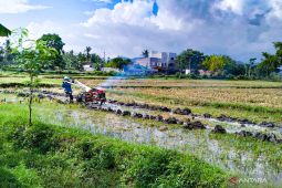 Lapas Lombok Barat sediakan lahan 1,5 hektare untuk tanam padi