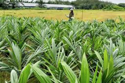 Disbun Kalteng lakukan pengawasan terpadu jaga ketersediaan sawit unggul
