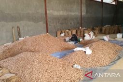 Disbunak Tanjabtim imbau petani jaga kualitas komoditas pinang