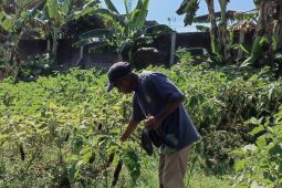 Lapas Kediri manfaatkan pekarangan untuk program ketahanan pangan