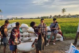 Bulog Lebak-Pandeglang gencar serap gabah dari petani