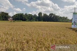 Sektor pertanian jadi prioritas pembangunan Pemkab Bantul