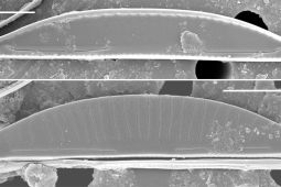 Peneliti UB identifikasi genus-spesies baru mikroalga laut Indonesia