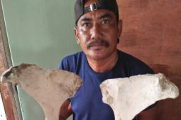 Pemkab  Tanjung Jabung Timur tindaklanjuti temuan tulang diduga fosil