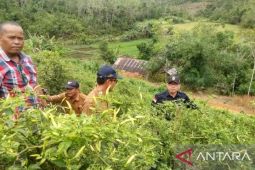Produksi Hortikultura Kalbar mencapai 613 ribu ton