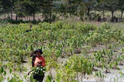 Distan Jayawijaya tingkatkan koordinasi petani menjaga stok sayur pasaran