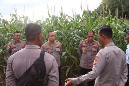Bengkayang memajukan pupuk organik untuk genjot produktivitas jagung