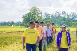 Pemda Muna Barat siapkan 22.500 kg benih jagung kuning untuk petani