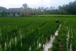 Dukung swasembada pangan, Pemkab Pandeglang salurkan benih unggul