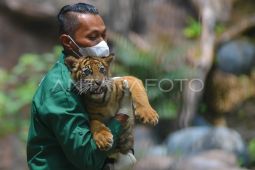 Pengenalan Banun anak Harimau Sumatera di Bukittinggi