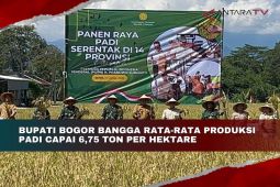 Bupati Bogor bangga rata-rata produksi padi capai 6,75 ton per hektare