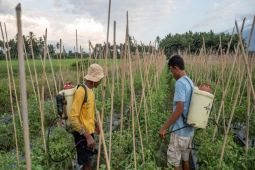 Sulawesi Tengah dapat tambahan alokasi pupuk subsidi