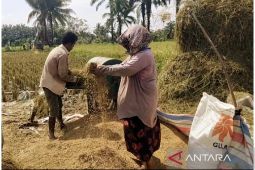 Panen gabah di Padang Lawas, Oppung Nasution harapkan hasil maksimal
