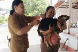 Pemkot Ambon dapat tambahan 7.000 dosis vaksin hewan cegah penyebaran virus rabies