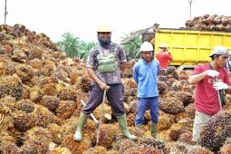 DPR diminta kaji besaran DBH sawit untuk Bengkulu