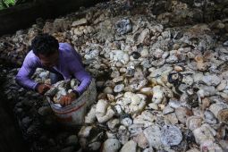 Pemprov imbau karet mentah Aceh stop dijual keluar daerah, sudah ada pabrik pengolahan