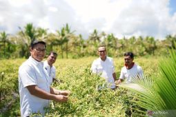 BI bantu pertanian modern dukung ketahanan pangan di Talaud