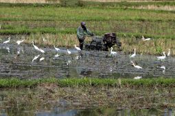 FOTO - Percepat musim tanam pascapanen raya di Aceh