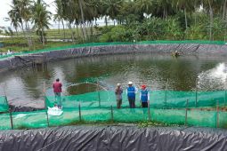 Energi hijau PLN, hemat operasional tambak udang di Sulbar