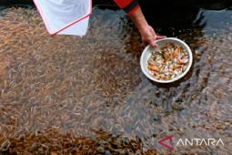 Akademisi sebut mutu dan keamanan hal utama sistem perbenihan ikan budidaya