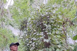 Prospek budi daya lada organik di Lampung