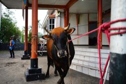Pemkot Pontianak awasi pemotongan hewan kurban Idul Adha1446 H