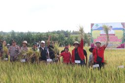 Pemkab Tabanan laksanakan panen raya padi di Subak Aseman