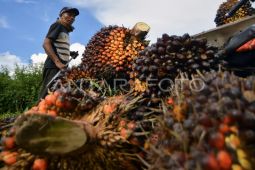 Palmstep Inception wujudkan kelapa sawit berkelanjutan