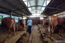 Diskannak Garut memastikan pasokan sapi kurban aman untuk Idul Adha