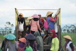 SGN berkontribusi ke PAD Banyuwangi Rp750 juta lewat PG Glenmore