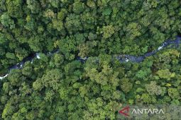 Hutan dalam Botol: Keajaiban Kloning dari Pangkalan Kerinci
