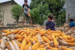 Pemprov Sulteng catat produksi jagung Januari hingga Mei 146.138 ton