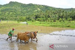 Lahan non-rawa di NTB dioptimalkan guna tingkatkan indeks pertanaman padi