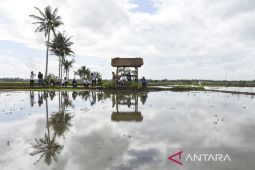 Pengendalian hama tikus serentak di Jawa Barat sebagai upaya lindungi persemaian padi musim tanam