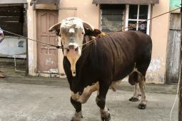 Presiden Prabowo siapkan 18 hewan kurban untuk Sumsel, berat minimal 800 kg