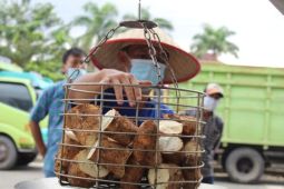 Membentuk ekosistem produksi singkong dan momentum kemandirian pangan