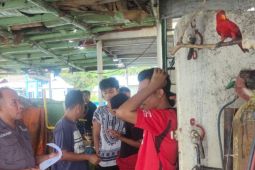 BKSDA  Maluku selamatkan satwa dilindungi dari perdagangan ilegal