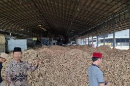 Lampung siapkan Perda dan Pergub atur tataniaga singkong