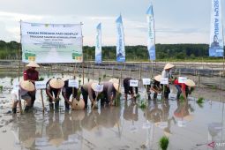 PT Pupuk Sriwidjaja Palembang tanam perdana padi demplot program makmur agrosolution