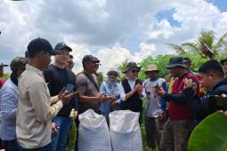 Bulog Lebak-Pandeglang serap beras petani hingga 18.500 ton