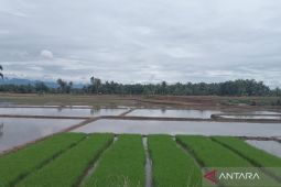Petani Mukomuko pilih optimalkan sawah lama ketimbang tambah sawah baru