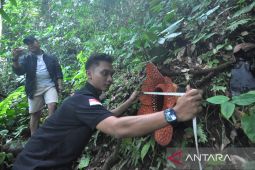 Rafflesia Kemumu mekar di Bengkulu Utara