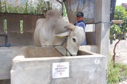 Sapi warga Kediri dibeli Presiden Prabowo untuk Idul Adha