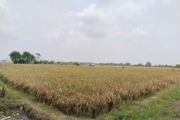 Biaya bertani murah dan hasil melimpah lewat pola pertanian sirkular