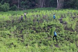 TNI musnahkan 3 hektare ladang ganja di pegunungan Gayo Lues