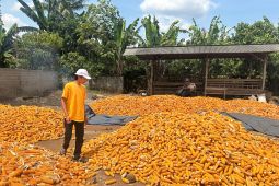 Petani jagung Lampung Timur menjerit, Bulog dinanti tak kunjung datang