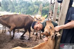 Diskannak OKU Timur pastikan stok hewan kurban aman selama  Idul Adha