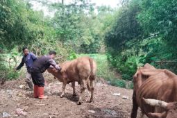 Pemkab Probolinggo percepat vaksinasi PMK jelang Idul Adha